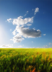 A green field with clouds in a blue sky background. Empty nature landscape of a wild grass meadow growing in spring season. Yellow and orange color grassland with sunshine and cloudscape copy space