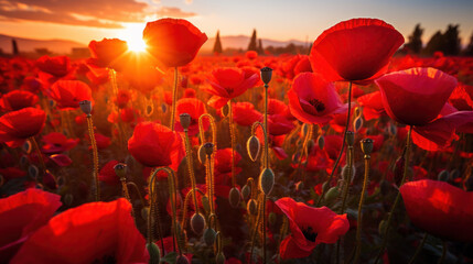 Poppy field on sunrise