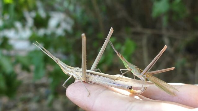 Predatory bush cricket (Saga pedo, small male) copulating in opposition to scientific opinion about parthenogenetic reproduction (only females exist and they breed by themselves)