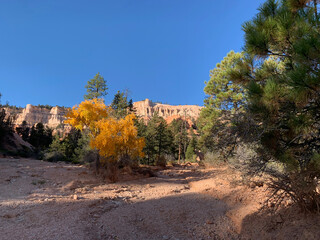 Arbres &agrave; Bryce Canyon aux Etats-Unis