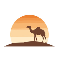 Silhouette eines Kamels bei Sonnenuntergang