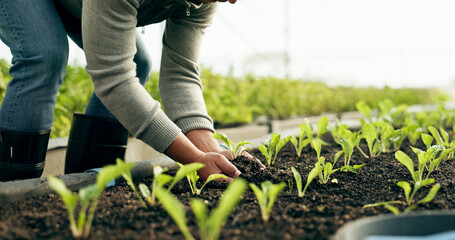 Farmer hands, plants and farming with soil for sustainability, eco friendly business and vegetables growth in agriculture. Person zoom with sprout, fertilizer and green leaves of greenhouse gardening