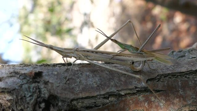 Predatory bush cricket (Saga pedo, small male) copulating in opposition to scientific opinion about parthenogenetic reproduction (only females exist and they breed by themselves)