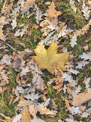 Orange, brown and yellow fallen oak leaves in the sunlight.
