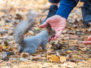 The boy feeds a squirrel with nuts from a hand in the wood