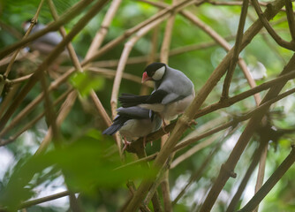 The Java sparrow bird sits on a twig in the forest.
