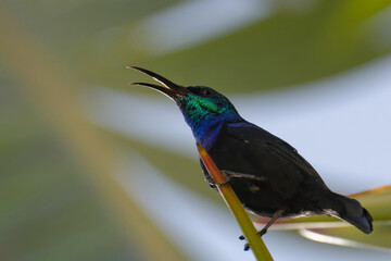 Souimanga perché sur une branche de palmier