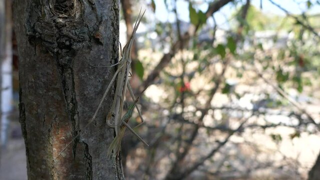 Predatory bush cricket (Saga pedo, small male) copulating in opposition to scientific opinion about parthenogenetic reproduction (only females exist and they breed by themselves)