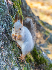 The squirrel with nut sits on tree in the autumn. Eurasian red squirrel, Sciurus vulgaris.
