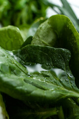 bunches of fresh greens on a dark background with drops of water, space for text