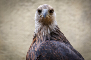 Pygargue de Madagascar