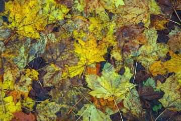 autumn leaves background