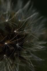 Close up macro shot of a dandelion in nature with selective focus and selective blur, low light
