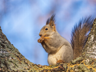 The squirrel with nut sits on tree in the autumn. Eurasian red squirrel, Sciurus vulgaris.
