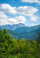 Fototapeta premium En route to Rusinowa Glade, Gęsia Szyja, and Hala Gąsienicowa in Tatra National Park, the trail reveals the untamed beauty of wilderness. Dense forests, diverse wildlife, and the unspoiled serenity