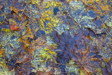 Autumn maple leaves on wet asphalt. Fallen leaves on asphalt.