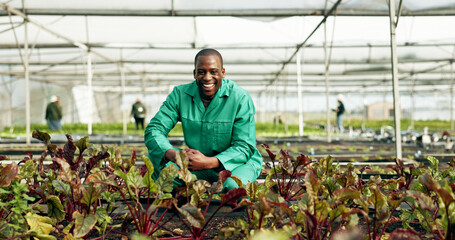 Greenhouse, farmer and portrait of man with vegetables growth, sustainability and eco friendly agriculture. Black person, happy face or business owner of green grocery, healthy food or organic plant © N Felix/peopleimages.com
