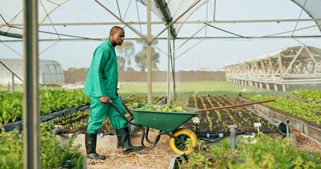 Greenhouse, agriculture and farmer with wheelbarrow, plants and growth with quality in food production. Sustainable business, agro farming and vegetable supplier with leaves, tools and work in field. © N Felix/peopleimages.com