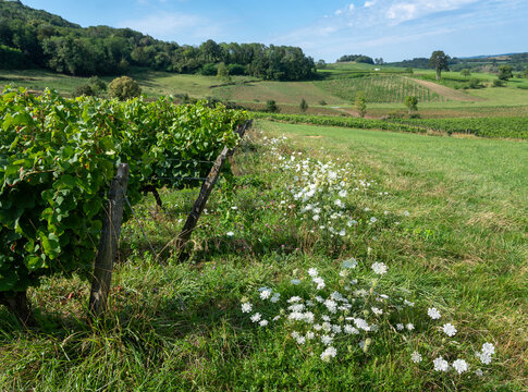 vines and summer flowers in french jura countryside