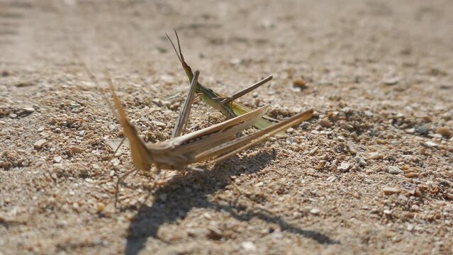 Predatory bush cricket (Saga pedo, small - male) copulating in opposition to scientific opinion about parthenogenetic reproduction (only females exist and they breed by themselves)