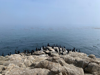 Cormorans dans la péninsule de Monterey en Californie, Etats-Unis
