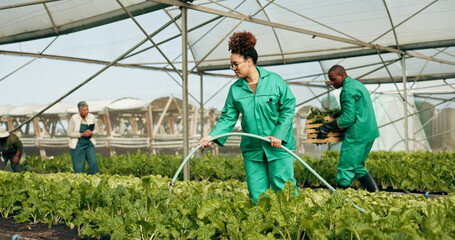 Greenhouse, agro farming and employees watering plants for growth, quality and food production....