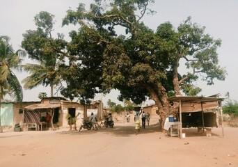 mango trees in Africa
