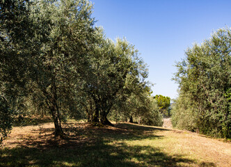 olive tree in the park