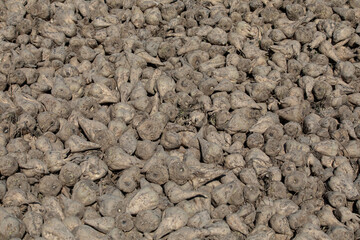 Close up of big pile of harvested fodder beets