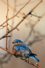 Closeup of a bluebird perched on a tree branch