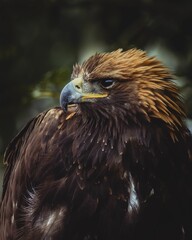 Obraz premium Closeup of a hawk perched on a branch