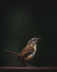Closeup of a sparrow perched on a branch