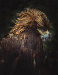 Closeup of a hawk perched on a branch