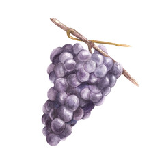 Watercolor branch of blue black grapes. Grapevine hand painted illustration for your design of menu, card, wine list, stickers, magnets, restaurant, bar print design. isolated on white background. 