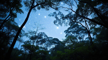 Fototapeta premium sunset in the forest HD 8K wallpaper Stock Photographic Image 