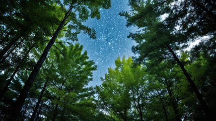 Fototapeta premium sky and trees HD 8K wallpaper Stock Photographic Image 
