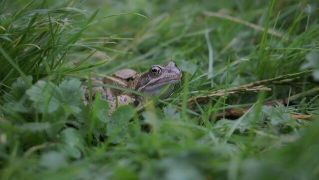 50fps. European common frog in UK garden setting. 