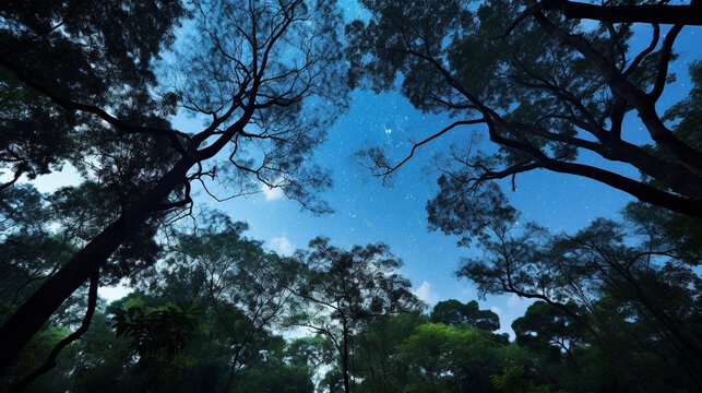 trees and sky HD 8K wallpaper Stock Photographic Image 