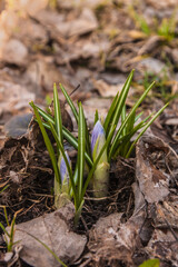 Crocuses in the garden in early spring