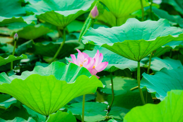 Lotus blooming in summer, in northern China