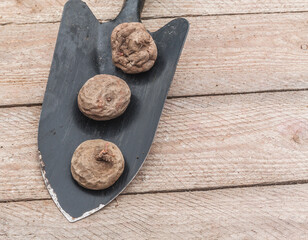 Cyclamen courm  tubers. Flat lay