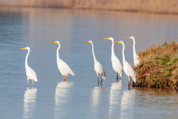 great egret, ardea alba, white heron, adult great egret, juvenile great egret, flying great egret, standing great egret, hunting great egret, flying birds, birds flying, birds soaring, birds gliding, 