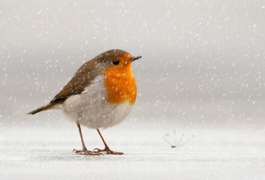 Close-up of a European Robin (Erithacus rubecula) standing in the snow, Jersey, Channel Islands