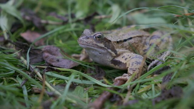 50fps. European common frog in UK garden setting. 