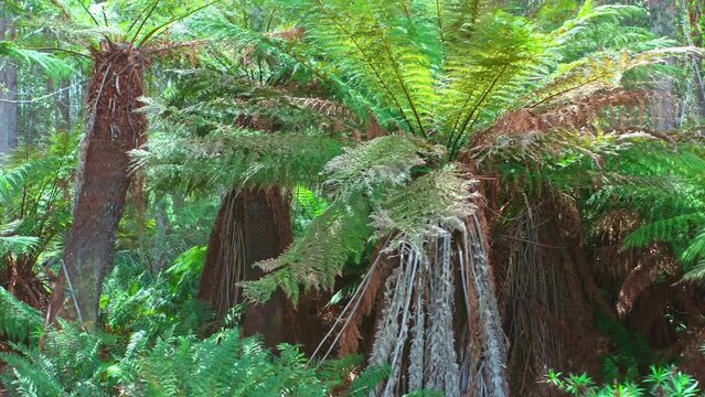 Wildlife nature reserve of Australia flora in jungle forest