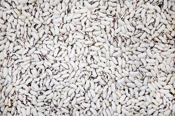 background of dried uncooked white bean