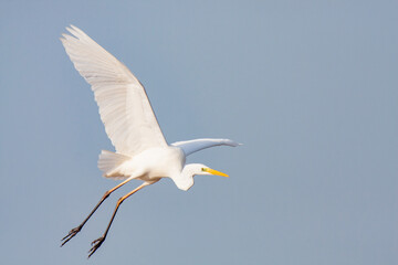 great egret, ardea alba, white heron, adult great egret, juvenile great egret, flying great egret, standing great egret, hunting great egret, flying birds, birds flying, birds soaring, birds gliding, 