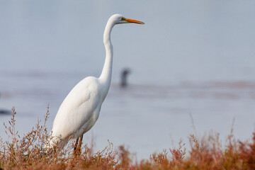 great egret, ardea alba, white heron, adult great egret, juvenile great egret, flying great egret, standing great egret, hunting great egret, flying birds, birds flying, birds soaring, birds gliding, 