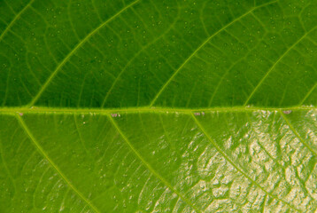 Close up and macro photography of fresh green leaf texture.