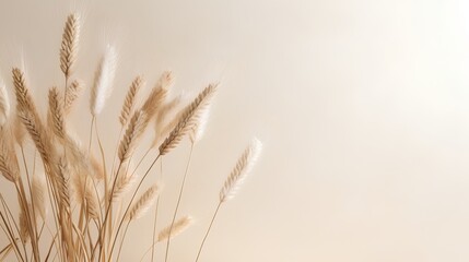 Soft wheat grasses on empty beige wall background. Calming beige hues. Neutral tones and minimalist aesthetic serene scene. The crop grass with natural elegance and simplicity.